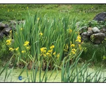 Iris