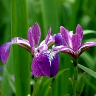 Iris