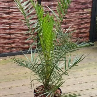 Fønix palme